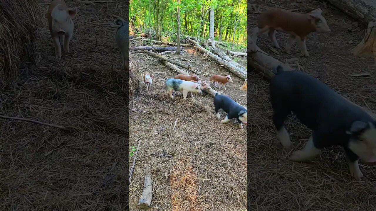 Here Come the Cute Piglets @UncleTimsFarm #kärnəvór #carnivore #shorts #hereford #freerangepigs