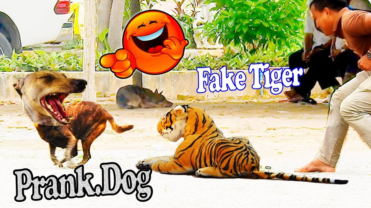 Troll Prank Dog Funny & fake Lion and Fake Tiger Prank To dog & Huge Box Prank to dog