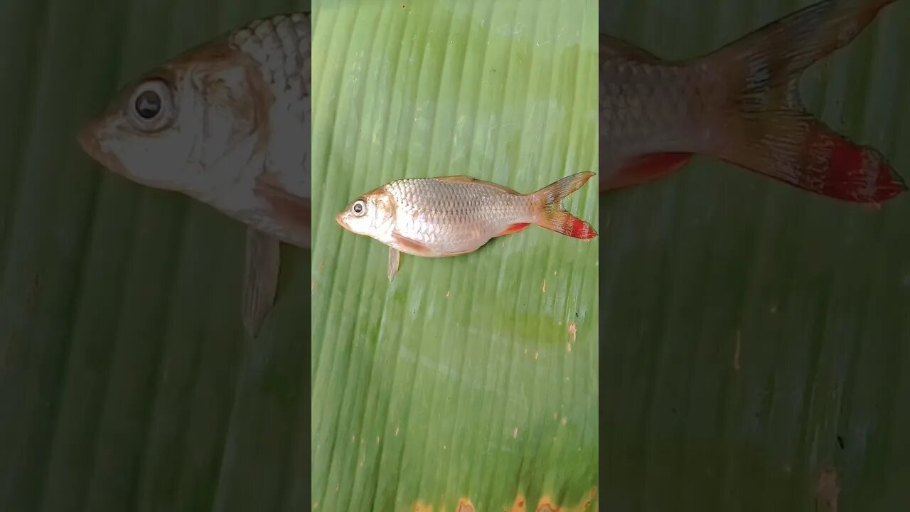 ð€£Tabletfish@BENGALCOOKING #shorts #youtubeshorts #viral #viralshorts #trending #trendingshorts #fish