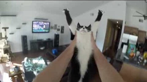 Needy cat has funny way of asking for a hug