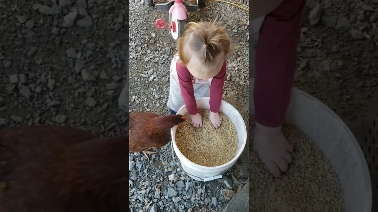 just a girl and her chicken #shorts #video #farm #homestead #chicken