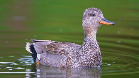 New? Mr. Gadwall Duck Has Been Very Distant This Year