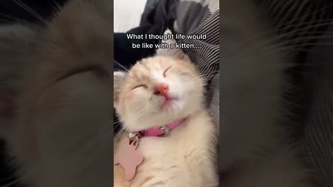 Sleeping Cat #funny #animals #video #shorts #pets