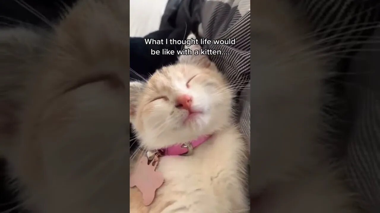 Sleeping Cat #funny #animals #video #shorts #pets