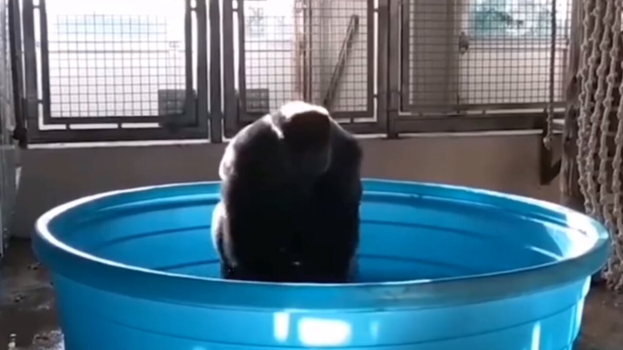 Happy gorilla