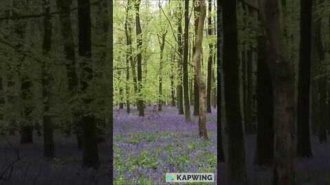 #blubells #woodland