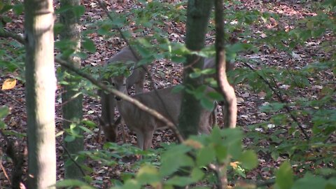 Early Season Doe Hunt From Tree Saddle: Meat In The Freezer