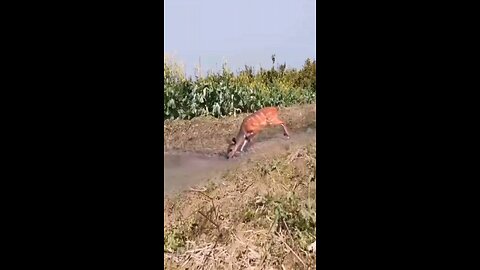 funny animal videos 🤣🤣🤣