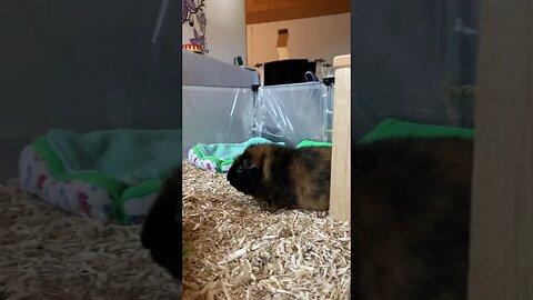 Guinea pig Tibby