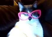 Super SMART Pets!