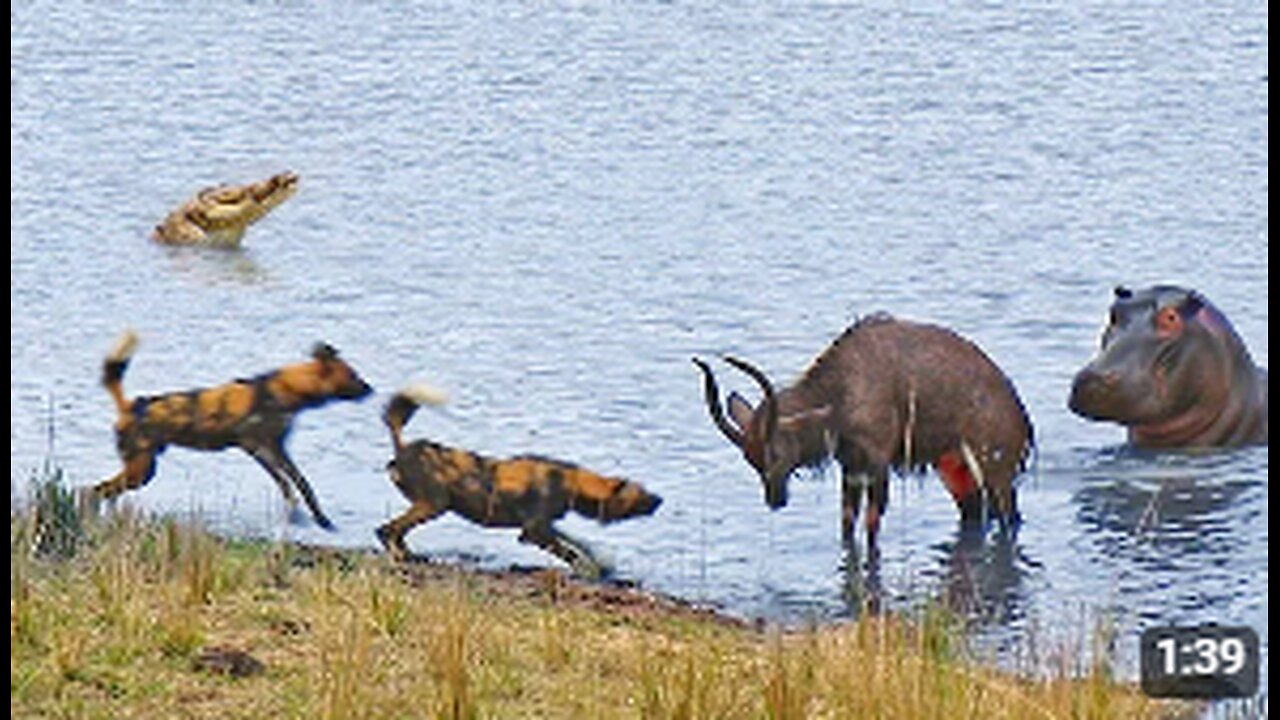 Buck Fighting Wild Dogs & Hippos Gets Caught by Crocodile