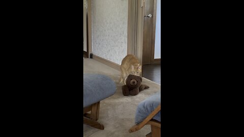 The saga of Mittens and the Bear