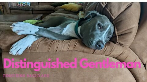 Look at this Distinguished Gentleman! Yes! #short #shortvideos #einsteinsbackyard #pitbulls #dog