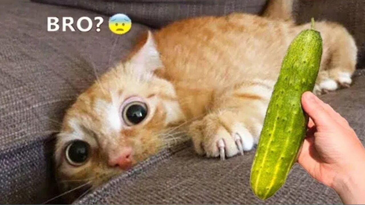 Funniest Cats and Dogs funniest πΆπ± | Funny Animal Videos 2023 #33