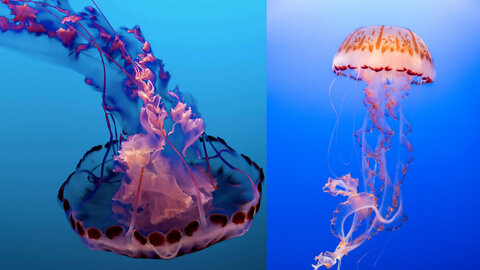 Colorful Jelly Fishes Are Swimming in The Deep Sea | Looks Amazing | 4K