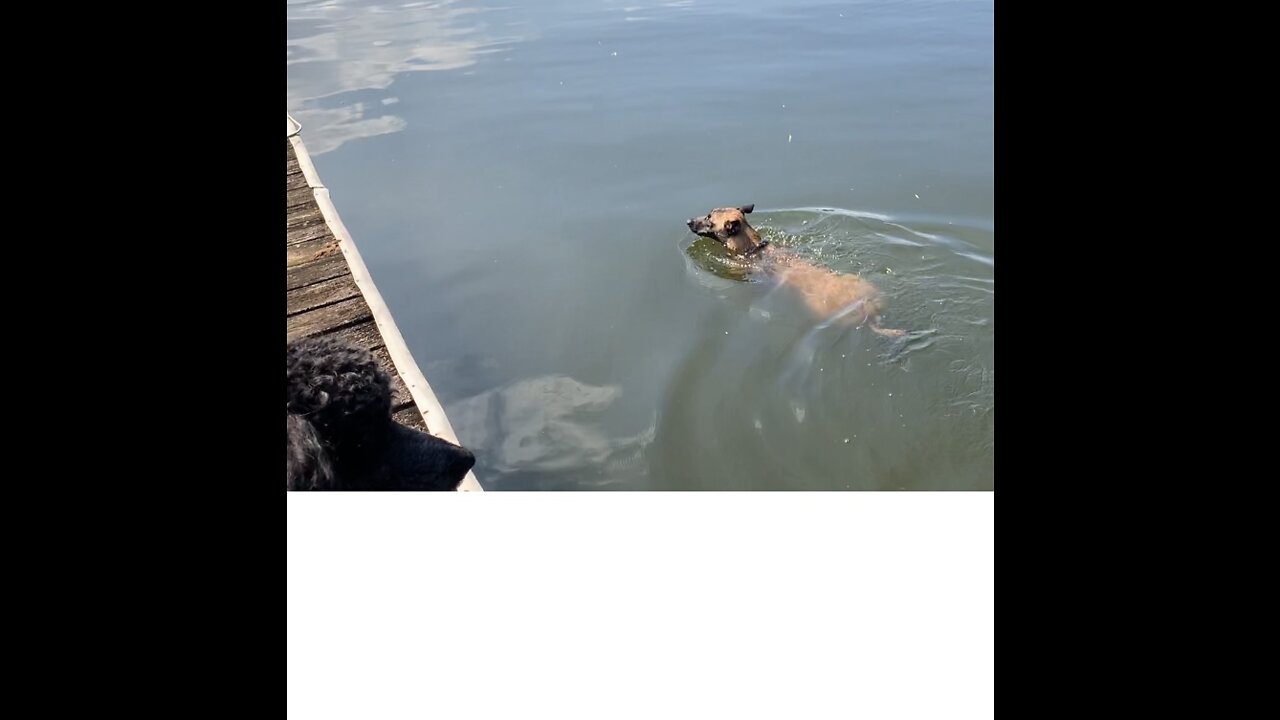 Dog out swimming in deep water as water moccasin swims by.