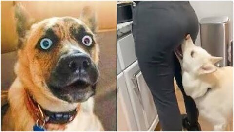 Funny Cats and Dogs Videos 🤣 - Funniest Animal Videos 2024! 🥰