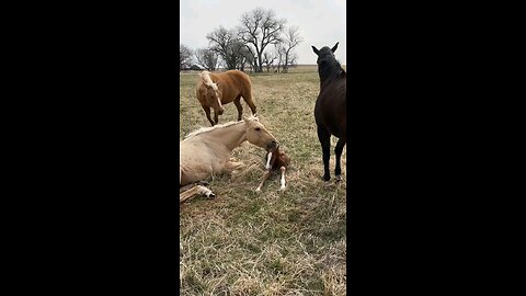 Meeting the new baby and watching the very first steps 🥰