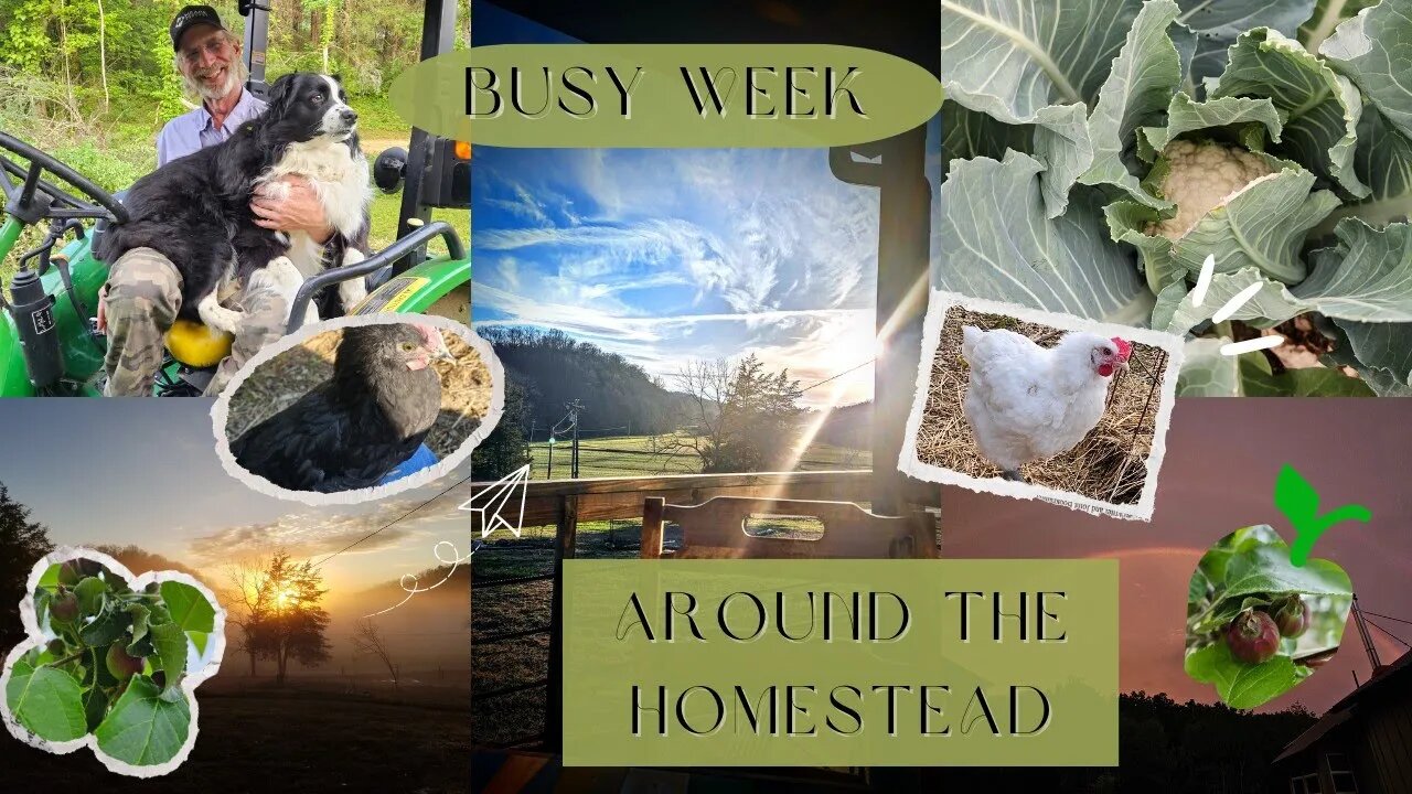 Gardening, Fencing, and Chickens! Working Around The Homestead!!