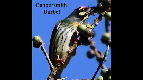 Coppersmith Barbet bird video