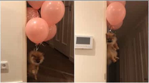 Cagnolina levita come nel cartone animato 'Up'