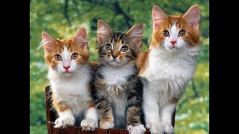 So cute