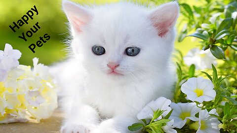 Funny cats | Funny Dogs | Funny Animal Videos | Hillarious Pets Adorable Pets | Kitten | Puppy 137