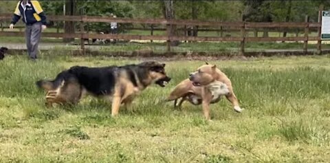 German Shepherd Attacks Pitbull [OFF LEASH DOG PARK]