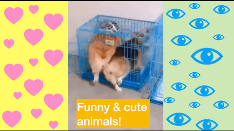 Funny, cute animals! #4