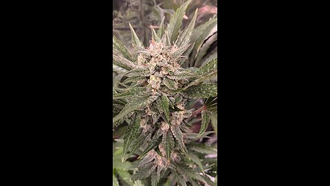 GG4 SHERBET FLOWERING TENT #cannabis #homegrown