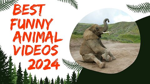 Best Funny Animal Videos of the year 2024