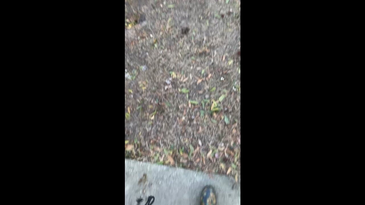 Backyard Chickens Follow the food