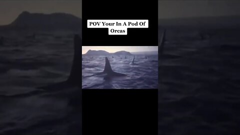 Amazing Pod Of Orcas #short #shorts #orcas