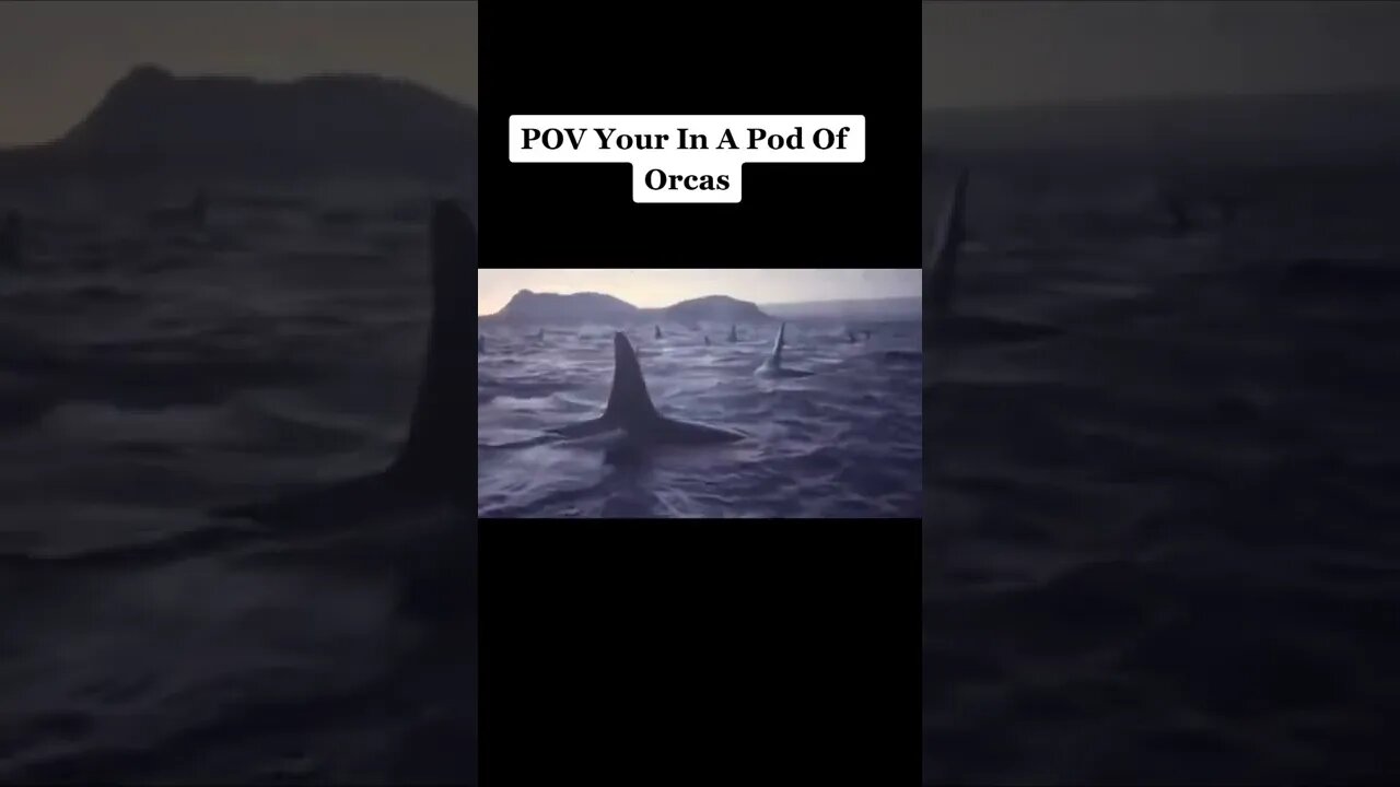 Amazing Pod Of Orcas #short #shorts #orcas