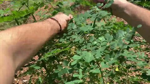 Unbelievable Benefits of Eating Fresh Moringa Greens