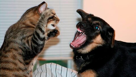 The cat leaped onto the counter, glaring down as the dog tried to climb.