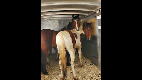 10 Colorado Mustangs rescued