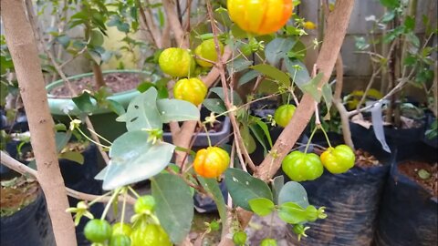 novas frutíferas produzindo em vaso cupuaçu caju Cambuci manga cítrica café pitanga araçá siriguela