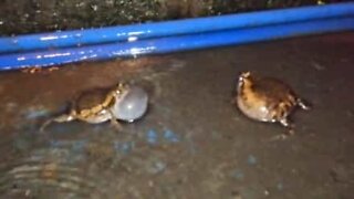This is how frogs fight