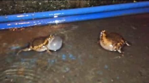 This is how frogs fight