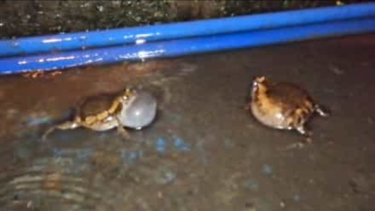 This is how frogs fight
