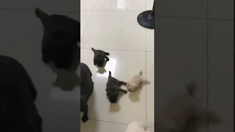 Cute fluffy puppies