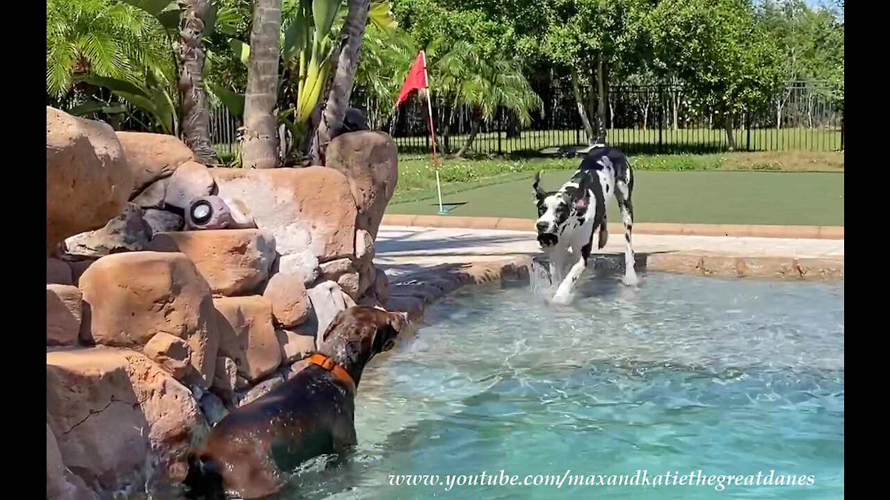 Funny Great Dane And GSP Pointer Enjoy Splashing And Dashing Pool Fun