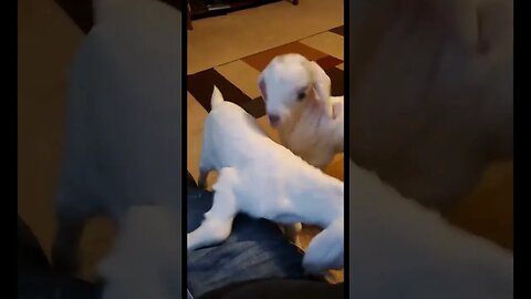 Baby goats wagging their tails