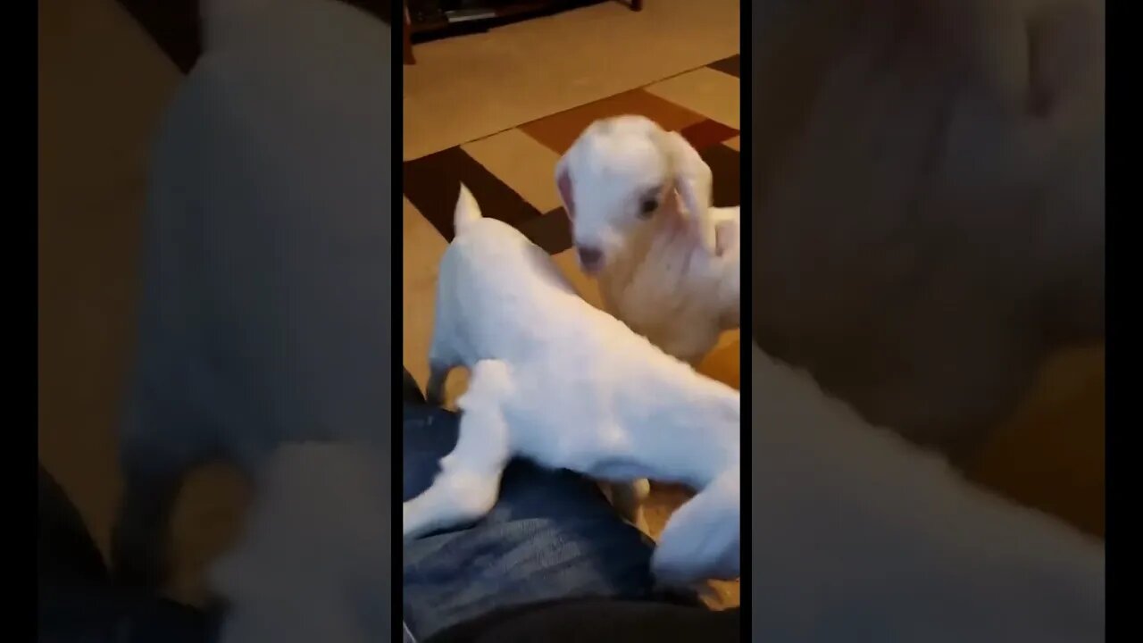 Baby goats wagging their tails