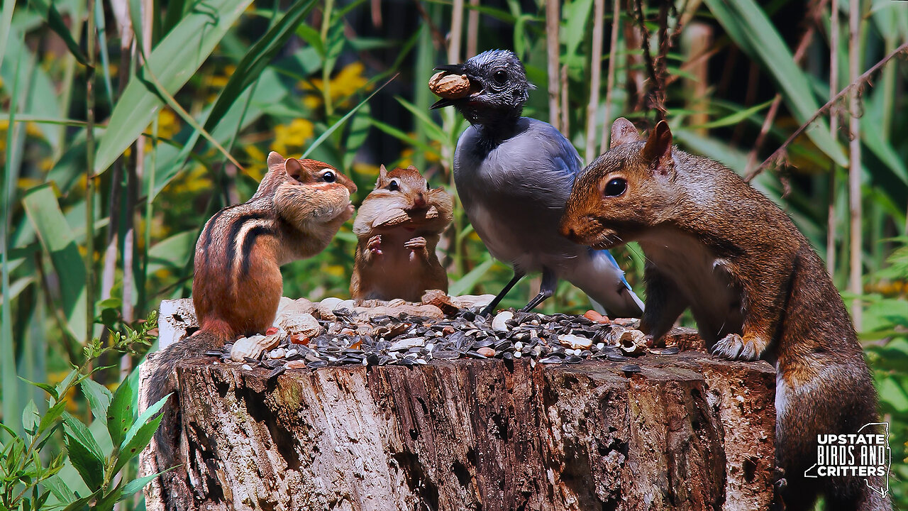 Upstate Birds And Critters: Ep 351 — 081723 Cat TV Dog TV