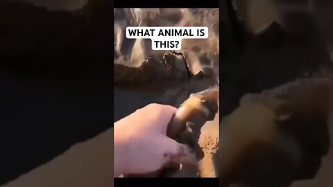 WHAT ANIMAL IS THIS?