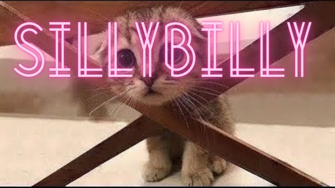 Try Not To Laugh To These Pets Compilation sillybilly