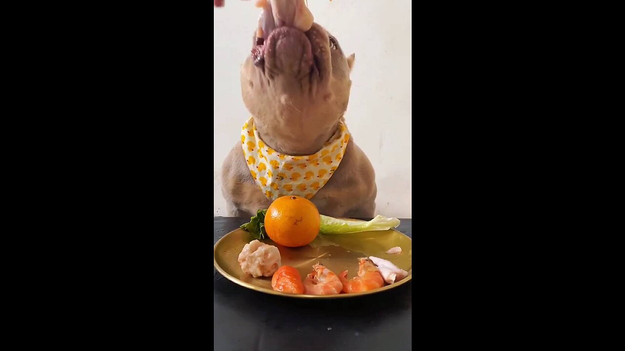 Dogs eat #dogs #dog