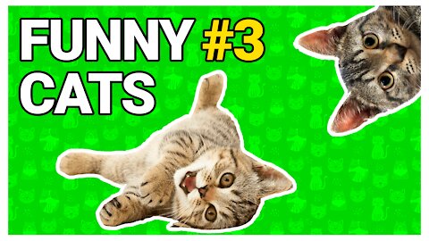 Funny Cats Videos to Keep You Smiling! 🐱 #3